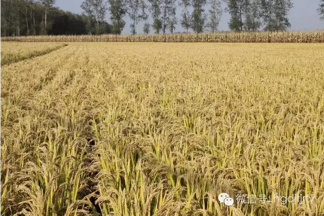 哈爾濱工大集團(tuán)沈陽津瑞肥業(yè)有限公司