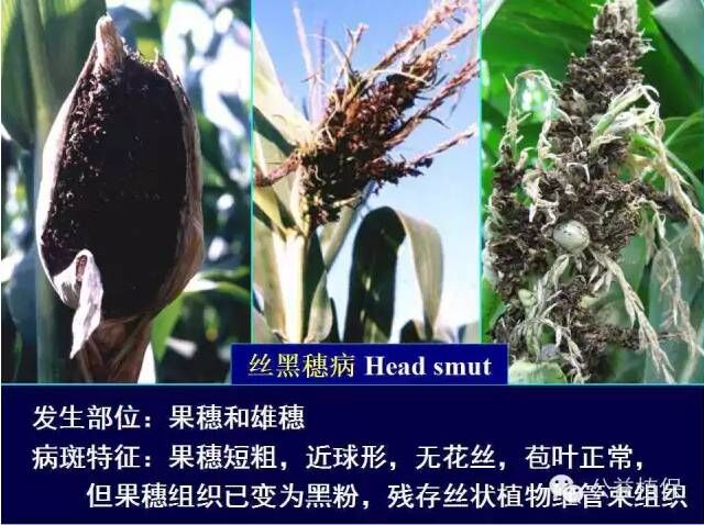 最全的玉米病害圖譜，看完后自己當專家！！