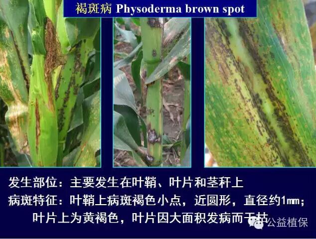 最全的玉米病害圖譜，看完后自己當專家！！